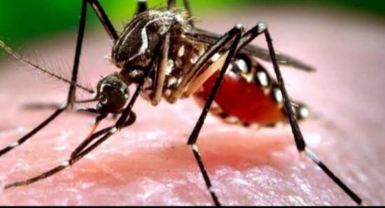 Dengue Cases Hit 76,044; 53 Dead